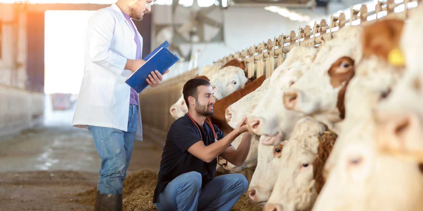 Probiotic use in cow stable